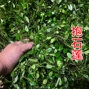 抱石莲 金龟藤伏石蕨抱树莲石瓜子鱼鳖草 中药材飞连草岩瓜子包邮
