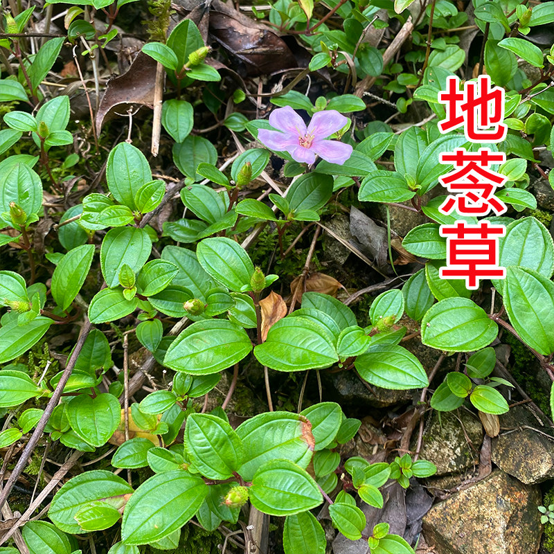 深山新鲜地捻草 地念藤 山地菍 铺地锦地脚茶 地茄子矮脚地菍鲜品