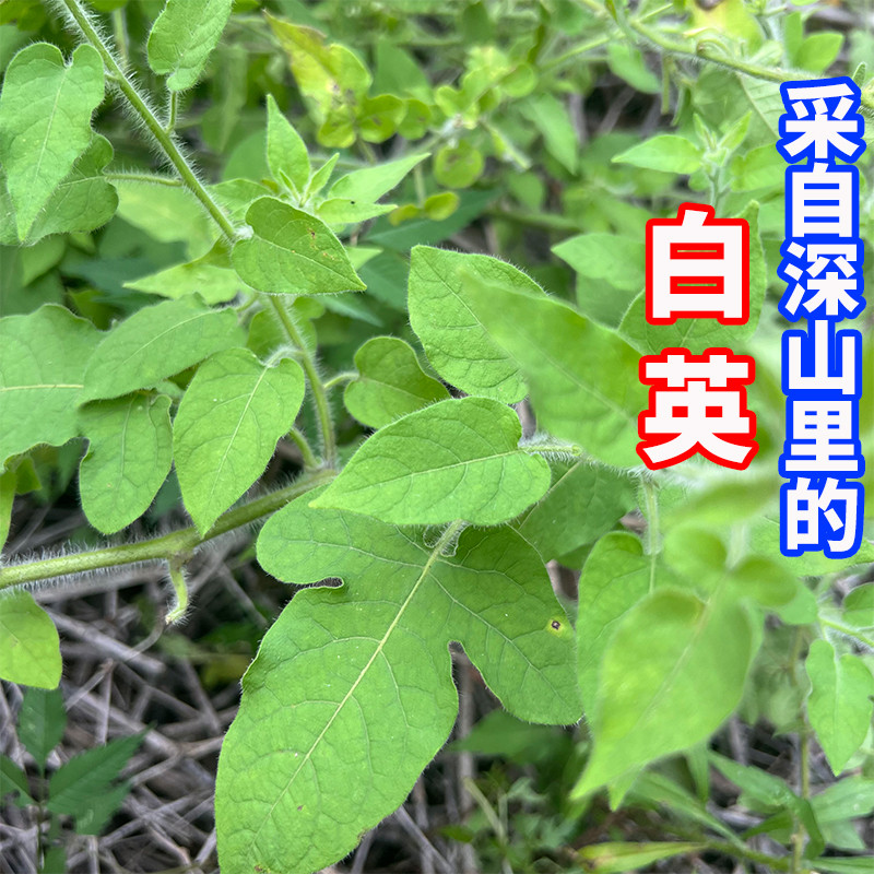 浙江野生白英粉白毛藤毛秀才蜀羊泉新鲜现采白草苗干货草药中药材
