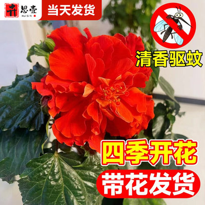 扶桑花盆栽重瓣朱槿树苗木槿花进口大苗花卉四季易活阳台庭院绿植