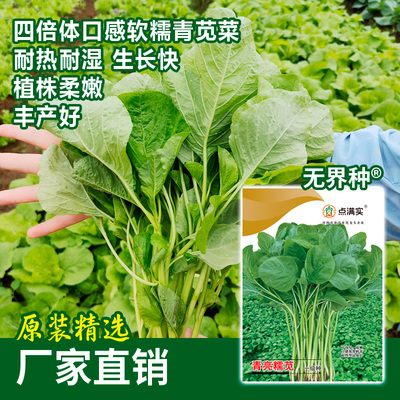 四季苋菜种子农家四季耐热易种