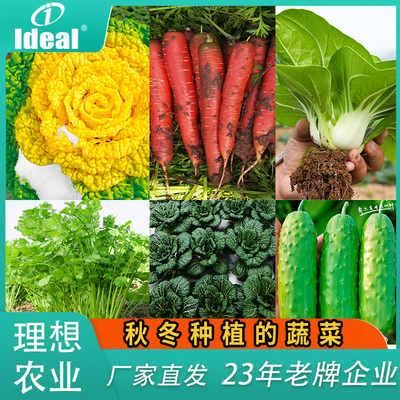 秋季蔬菜种籽萝卜乌塌菜青菠菜种子耐寒耐低温适合秋冬种植的菜种