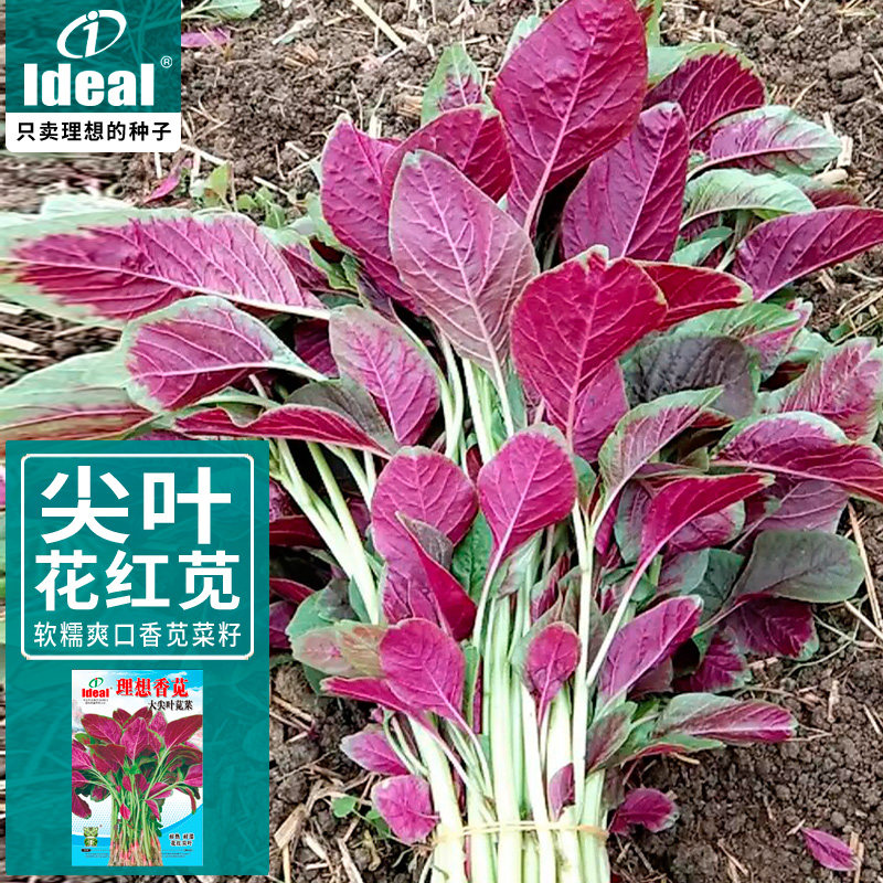理想香苋苋菜种籽红苋菜菜子春秋种植农家红汉菜种孑苋菜蔬菜大全