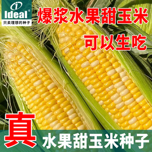 超甜双色水果玉米种子高产优质超甜糯玉米种籽甜脆糯粘的好吃玉米