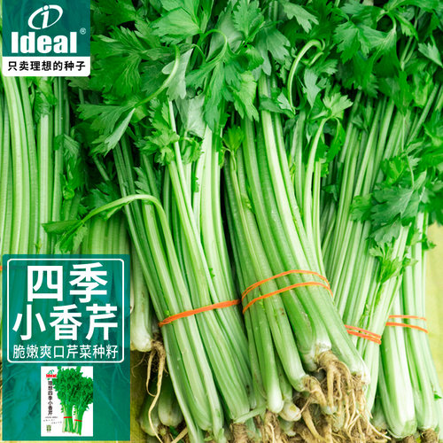 理想农业四季小香芹种子种籽孑苗大芹菜根苗蔬菜菜子籽种批发大全