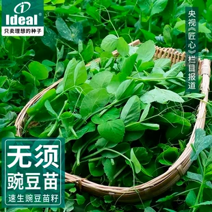 无须豌豆苗种籽蔬菜豌豆尖种孑芽苗种子四季 种植豌豆吃苗阳台菜籽