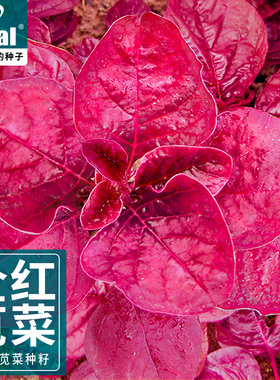四季全红苋菜种籽速生耐热长寿菜籽易种农家汉菜种子阳台蔬菜种孑