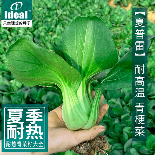夏季耐热小青菜种子耐湿热