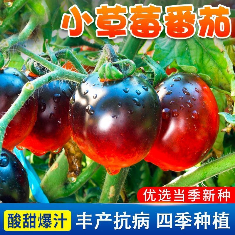 小草莓番茄种子小圣女果种籽水果樱桃铁皮柿子迷彩小番茄西红柿孑
