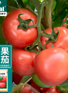 IDEAL粉红沙瓤大番茄种子红皮大果西红柿种籽大粉高产中早熟春秋