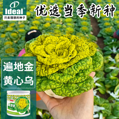 黄心乌塌菜种子奶油黄心乌塌菜种籽雪里金花青菜基地小院秋冬种植