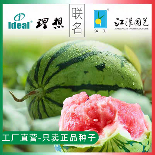 江淮园艺早佳8424西瓜种子薄皮超甜懒汉西瓜种籽早熟圆果麒麟瓜