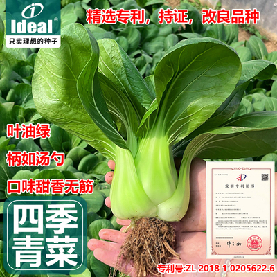 耐热上海青小青菜种子抗热油菜种籽四季青梗矮脚小白菜蔬菜种子