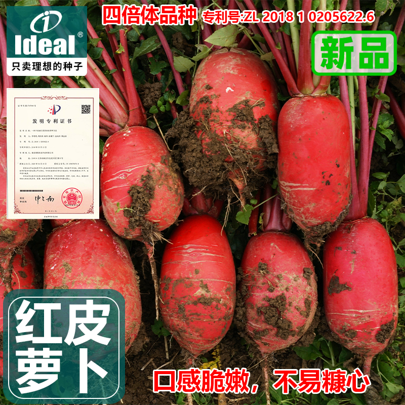 红萝卜种子红皮白肉杂交四倍体