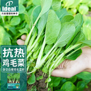 暑热白梗鸡毛菜种籽夏季耐热耐高温小青菜种子适合夏天种蔬菜种孑