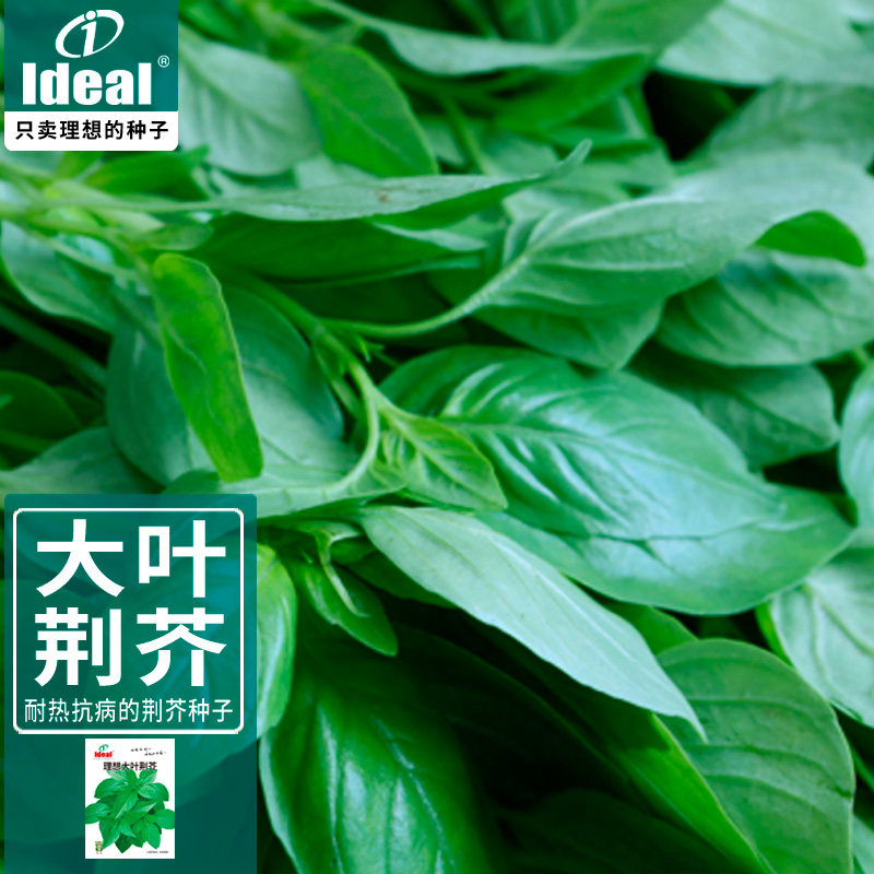 荆芥种子大叶河南罗勒种孑春秋菜籽种大全四季苋菜汉菜种籽蔬菜种