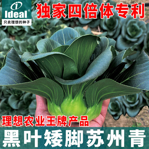 苏州上海青四季蔬菜种子
