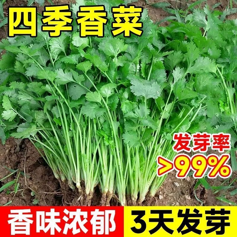 老品种香菜种籽四季种植