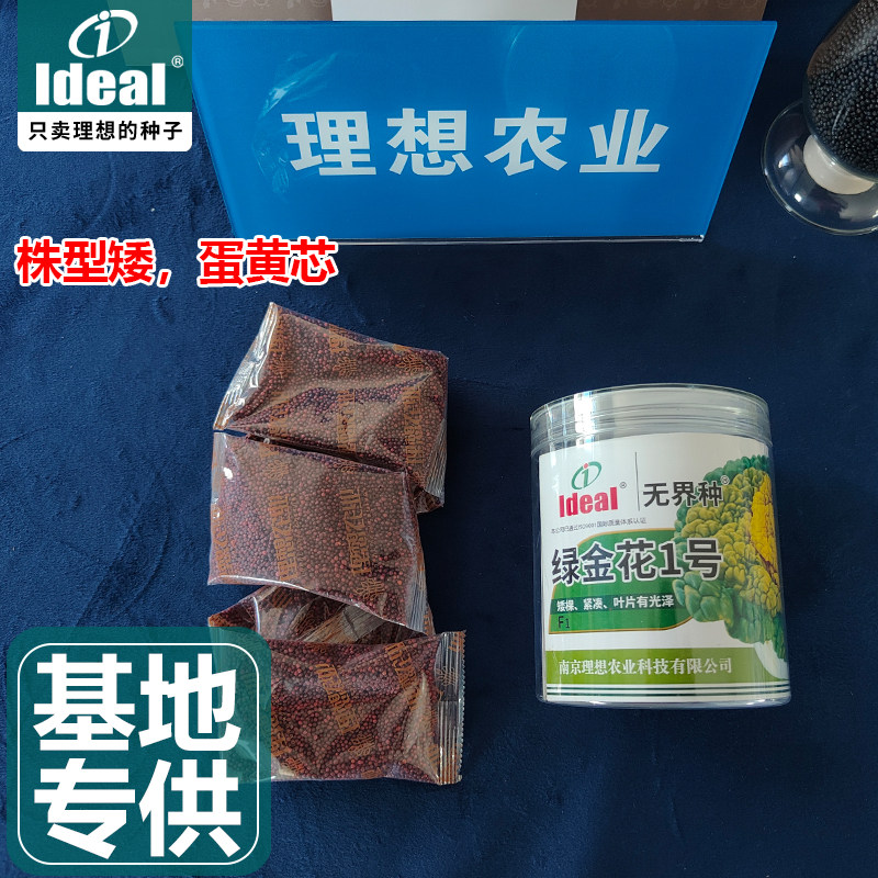 黄心乌塌菜种子奶油黄心乌塌菜种籽雪里金花青菜基地小院秋冬种植