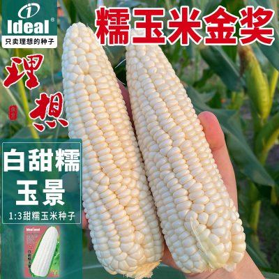 白甜糯玉米种子高产超甜水果玉米种籽大田高产早熟玉米种孑大全