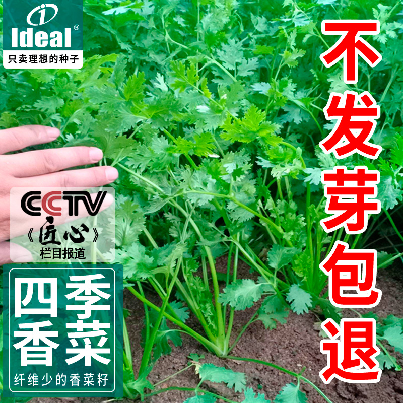 农家四季香菜籽种阳台盆栽蔬菜香菜种孑籽大叶芫荽种子大全易种植