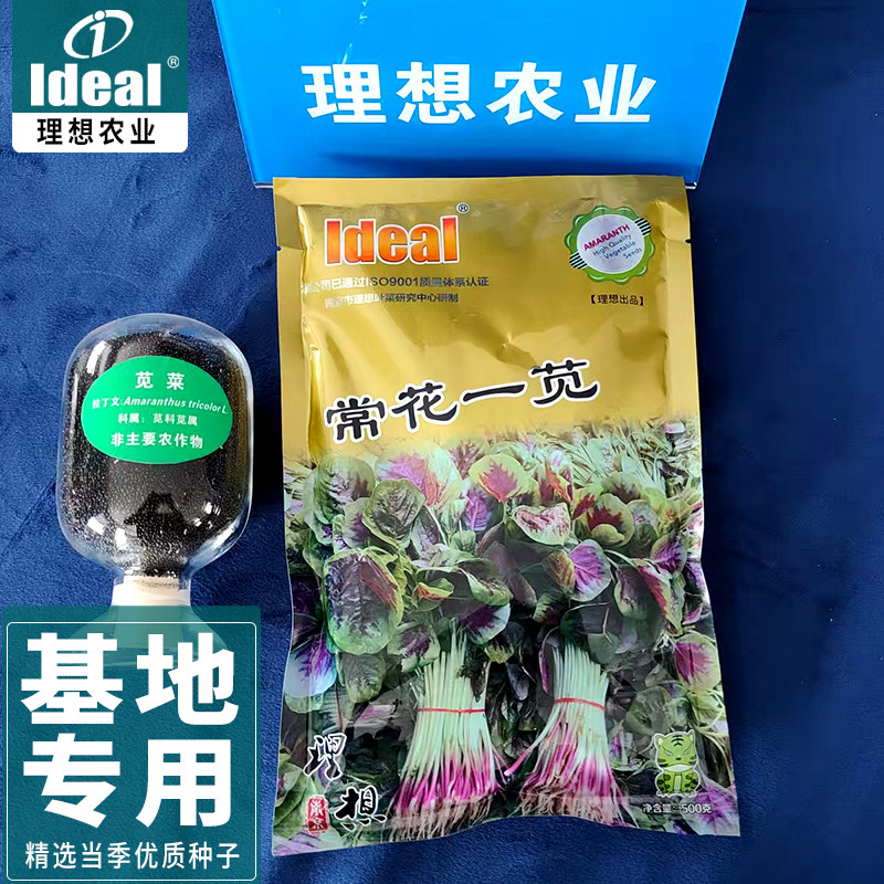 花红苋菜种子汉菜蔊菜旱菜种籽基地大田大棚种植理想农业常花一苋