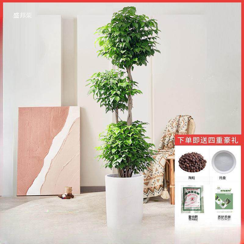 直销办公室招宅绿植造型幸福树盆栽大棵室内大型植物绿宝客厅