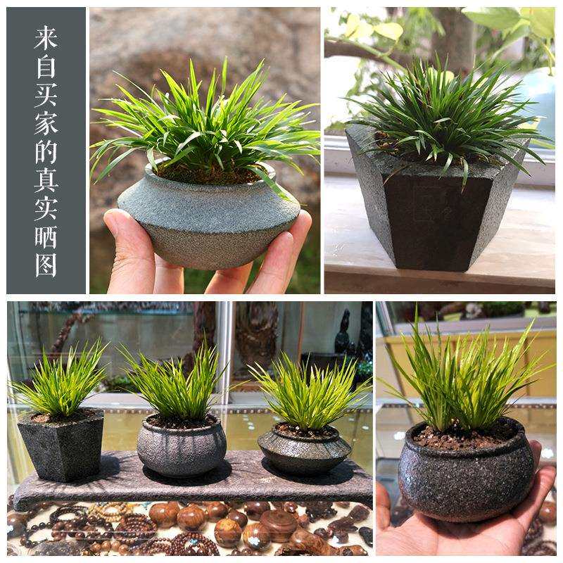 青石头微景观小花盆摆件绿植菖蒲文竹创意盆栽造景家居装饰品