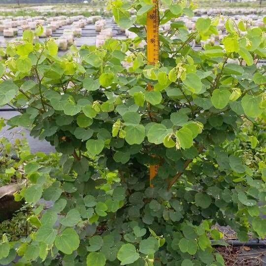 904基地直销嘉氏羊蹄甲80-120cm高袋苗橙花南非