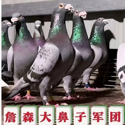 灰色大鼻子信鸽鸽子观赏信鸽一对远程鸽子好鸽子