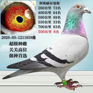成绩鸽血统鸽公棚鸽天落种鸽信鸽赛鸽原环清棚鸽盖比奶酪胡本鸽3