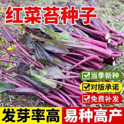 红菜苔种子种籽蔬菜秋天种孑苗广东菜籽菜种四季宁夏菜心南方大全