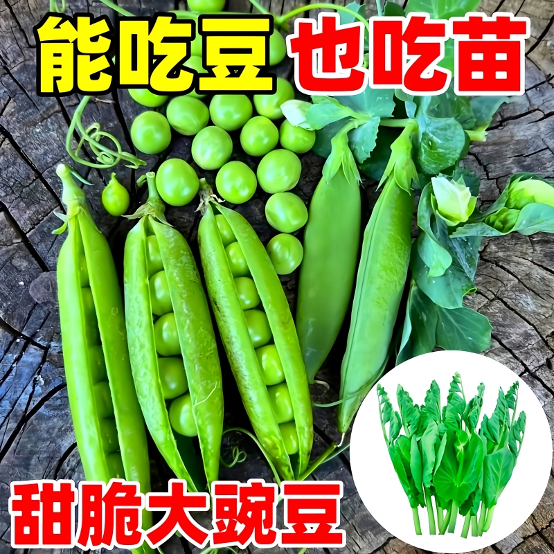 豌豆种子四季可种可吃豆可吃苗