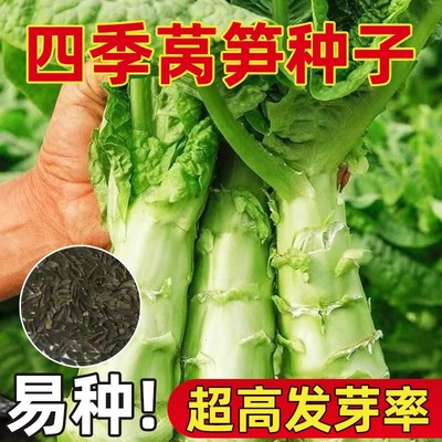 莴苣种籽香莴笋四季笋王莴苣种孑秋冬季菜苗大全农家蔬莴笋菜种籽