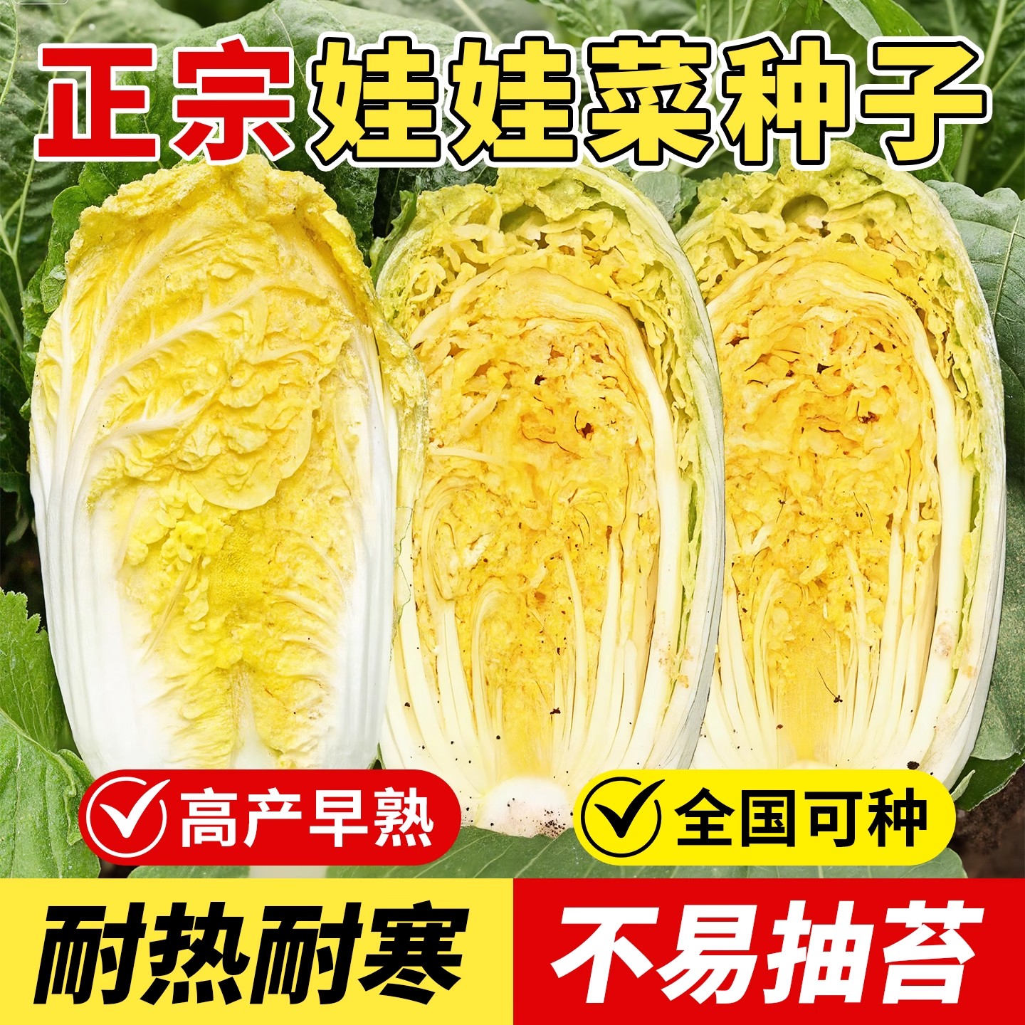 娃娃菜四季种子种籽黄心蔬菜种孑农家南方白菜秋天种的菜种正宗