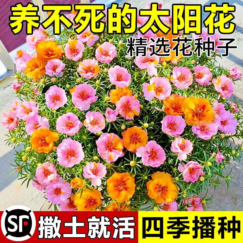 重瓣太阳花种孑花种籽子四季播种室内外开花卉植物花籽花种易活
