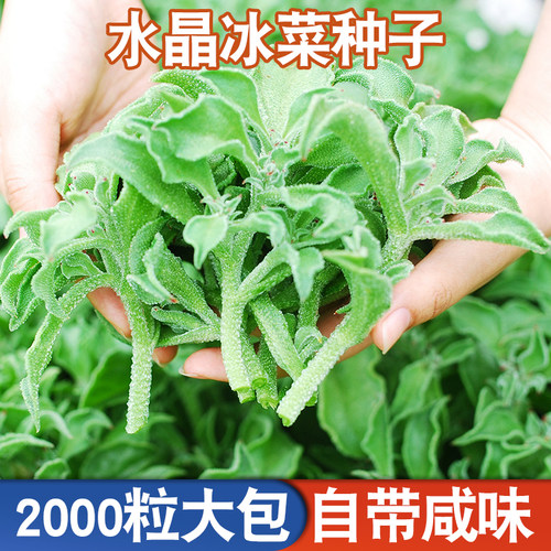 水晶冰菜种子阳台秋季大全