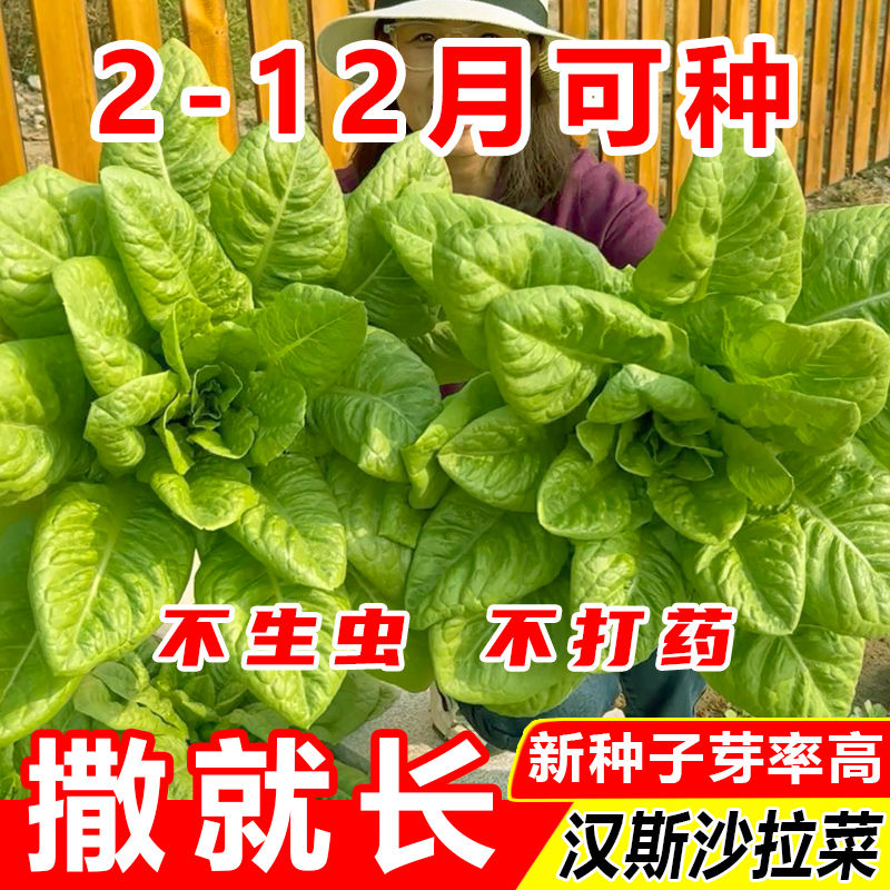四季种植沙拉菜种子易发芽