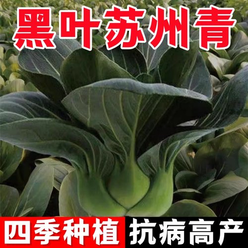 耐寒黑叶矮脚苏州青种子