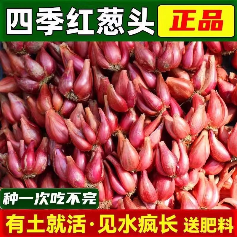 正宗四川红葱头四季可种