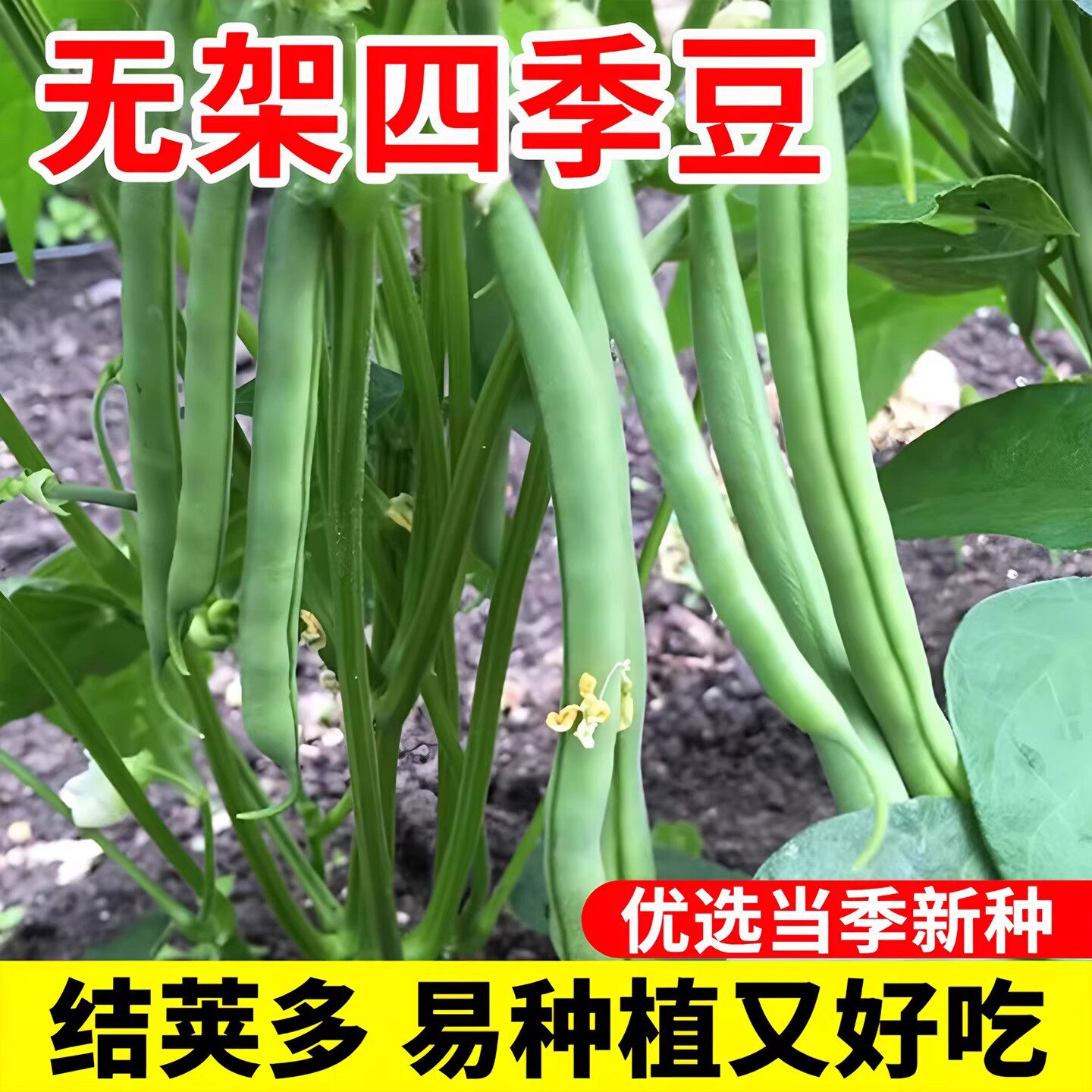 无架豆种子不搭架长豇豆种籽地豆蔬菜种孑阳台春秋季四季播种豆角