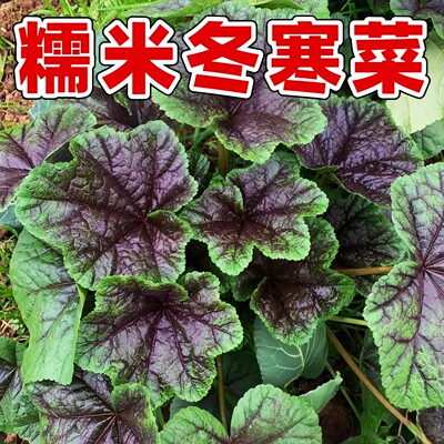 冬寒菜种子糯米冬寒菜其菜冬苋菜种秋冬耐寒阳台盆栽蔬菜农家菜籽
