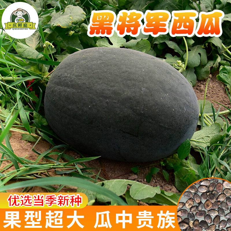 黑将军西瓜种子黑皮黄皮美都8424西瓜种籽大全四季高产水果蔬菜孑