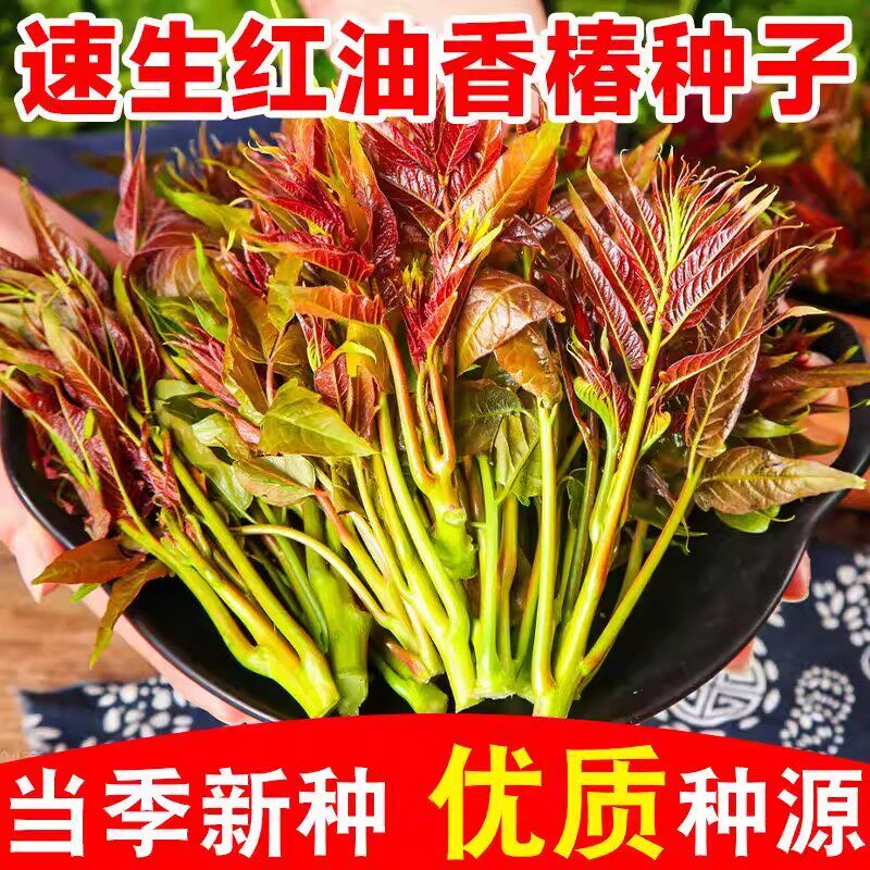 香椿种子四季种植速生红油香椿蔬菜种籽易活四季种植盆栽新鲜嫩芽