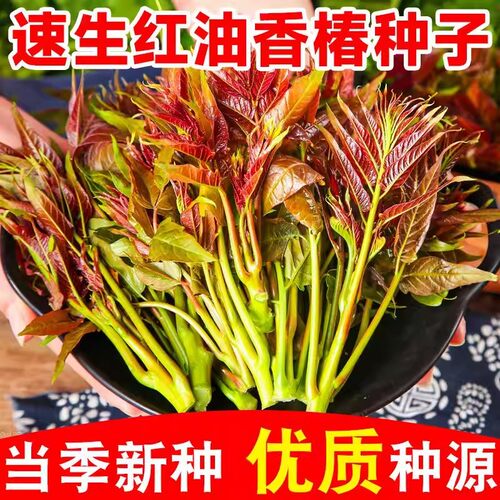 全网热销10W+！红油香椿种子