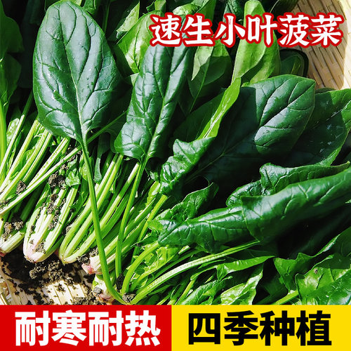 √【耐热◆耐寒】发芽后100%好吃