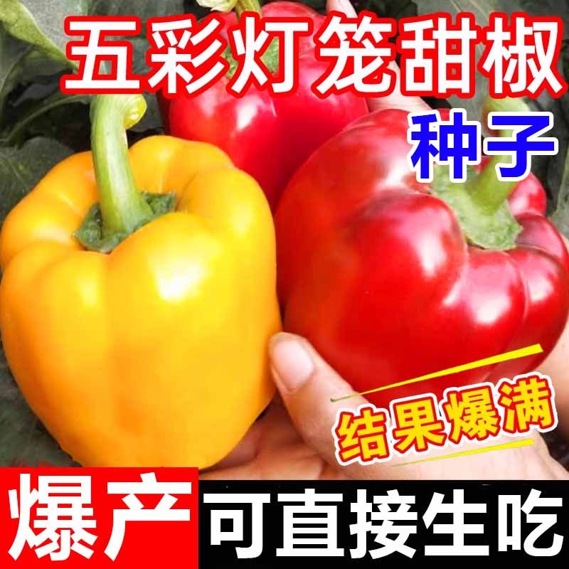 五彩甜椒种子大果高产不辣水果辣椒春秋四季阳台庭院盆栽蔬菜种籽图片