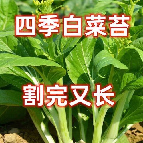 四季早熟白菜苔种子白菜薹菜心种籽可多次采收高产抗病蔬菜种子