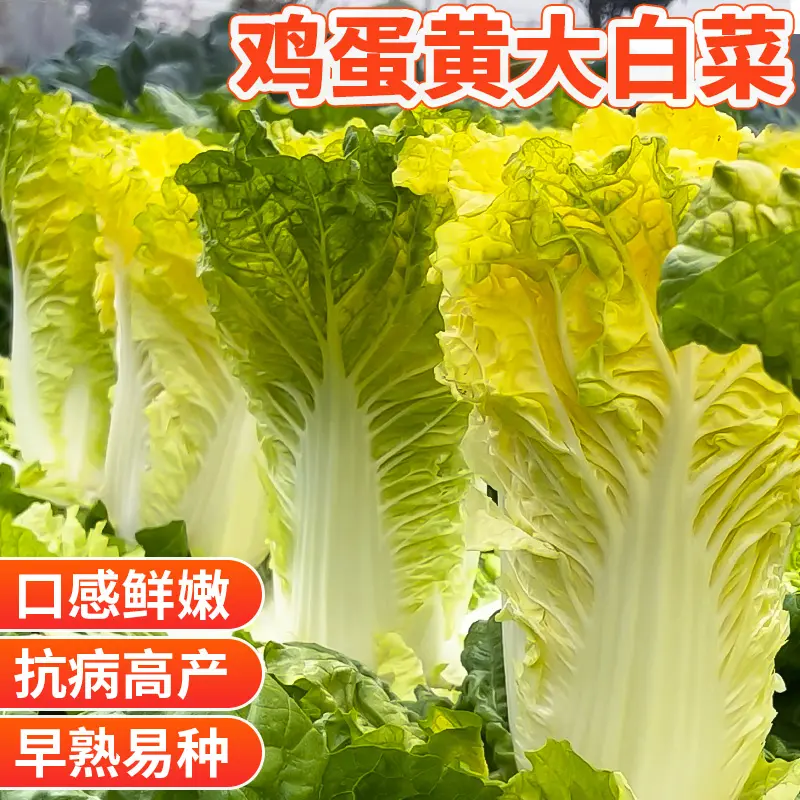 鸡蛋黄大白菜种子北京小杂56蔬菜种孑快菜黄心菜种籽四季白菜籽种