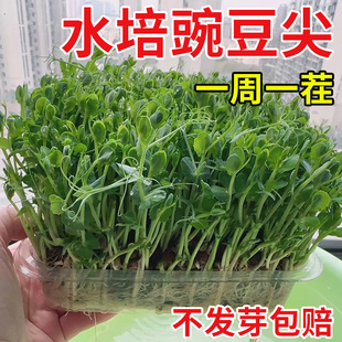 豌豆种子大全水培豌豆尖种专吃豌豆苗芽苗菜籽种无土栽培蔬菜种孑